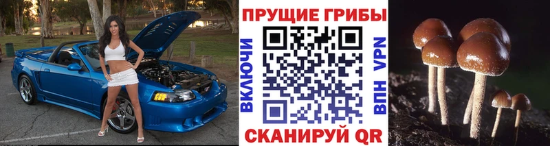 blacksprut как зайти  Холмск  Галлюциногенные грибы Magic Shrooms 